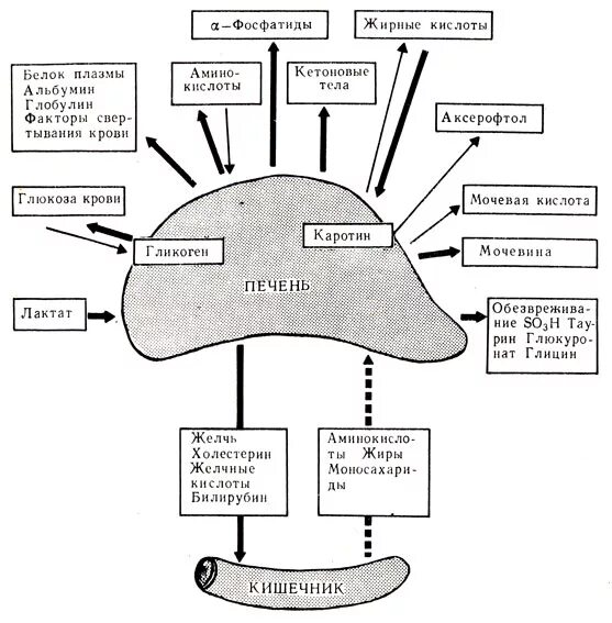 Печень участвует в обмене