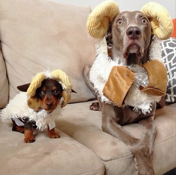 Pin on DOG LUV