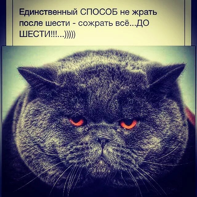 Потом 6. Единственный способ не жрать после шести. Единственный способ не жрать после шести это сожрать все до шести. После шести. Кот жрет.