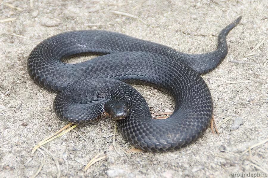 Колхидский уж. Без уж. Обыкновенный уж меланист. Обыкновенный уж natrix natrix. Обыкновенная гадюка меланист.