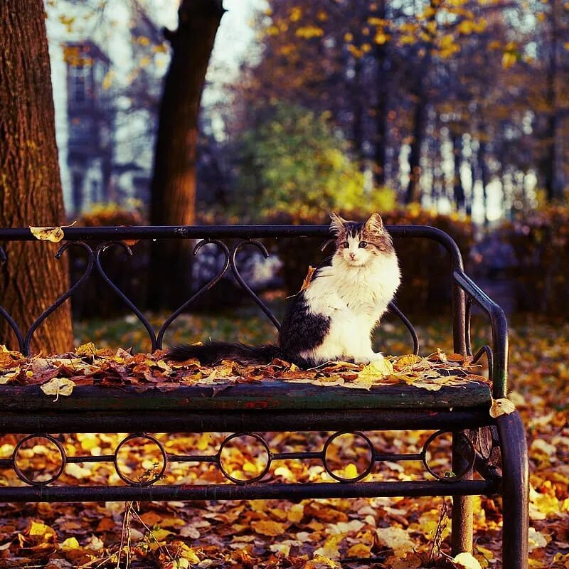 Приходит октябрь. Кот на скамейке осенью. Осень. Осеннее настроение. Кот на лавочке осенью.