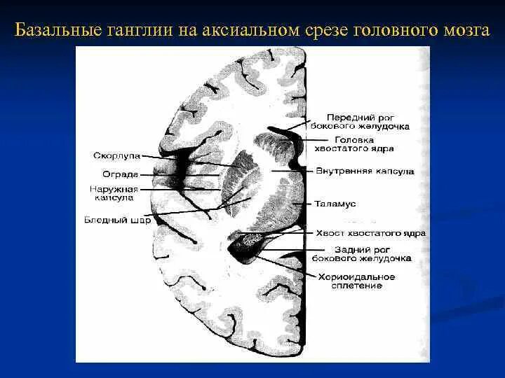 Анатомия базальных ганглиев мрт. Базальных ганглиев головного мозга[. Базальные ядра мозга строение. Базальные ганглии кт анатомия. Изменение в базальных отделах