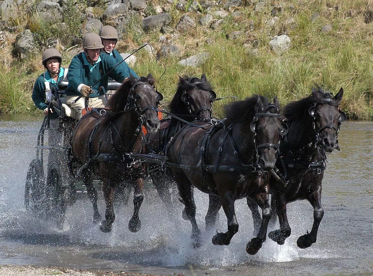 Driving horse