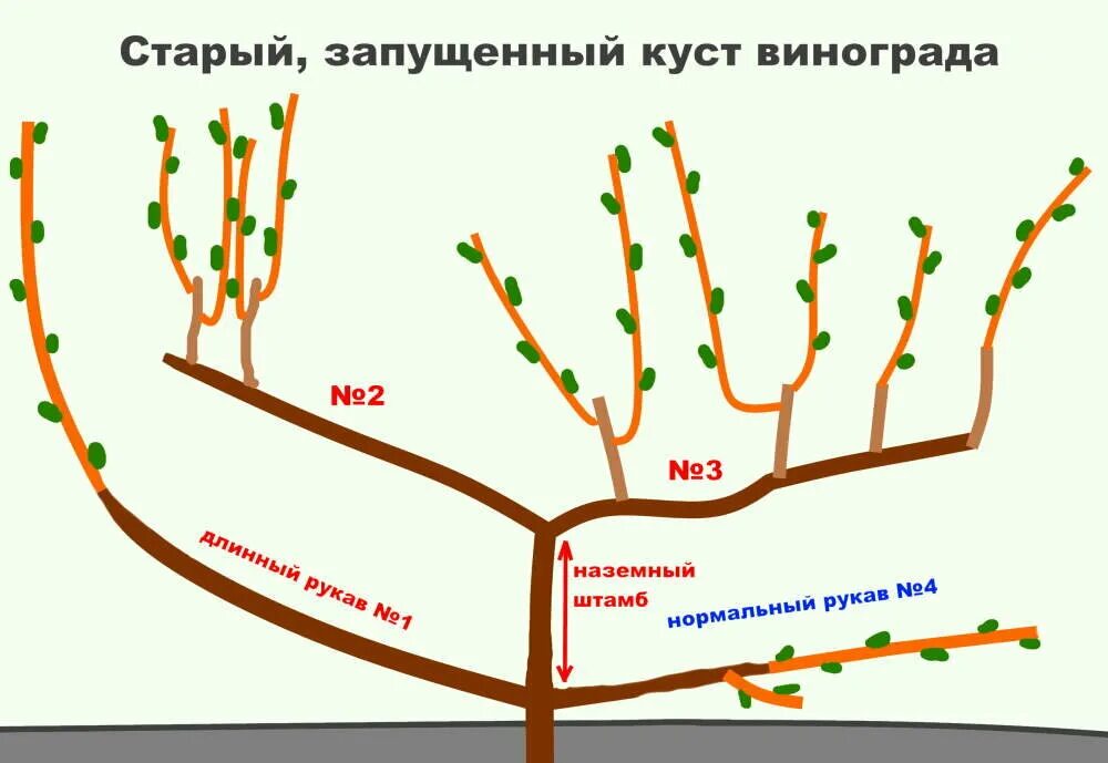 Как обрезать старый виноград осенью для начинающих. Как правильно обрезать виноград осенью схема. схема обрезки винограда летом правильно. схема обрезки винограда осенью 4 года. обрезка винограда летом для начинающих.