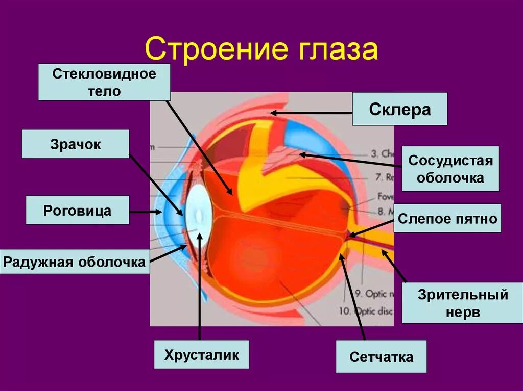Органы чувств доклад. Органы чувств редуцированы. Органы чувств. Ленточные черви пищеварительную систему. Органы чувств редуцированы.