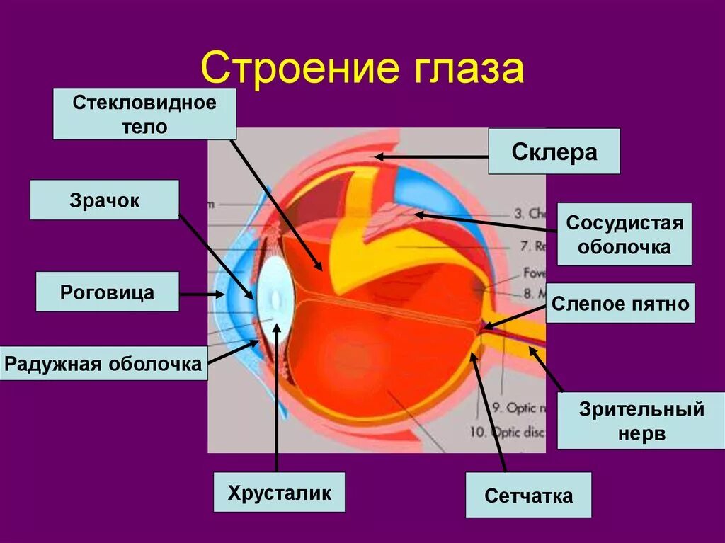 Склера роговица слепое пятно. Сетчатка слепое пятно стекловидное тело склера зрачок роговица. Строение органов чувств. Органы чувств анатомия глаз. Склера сетчатка слепое