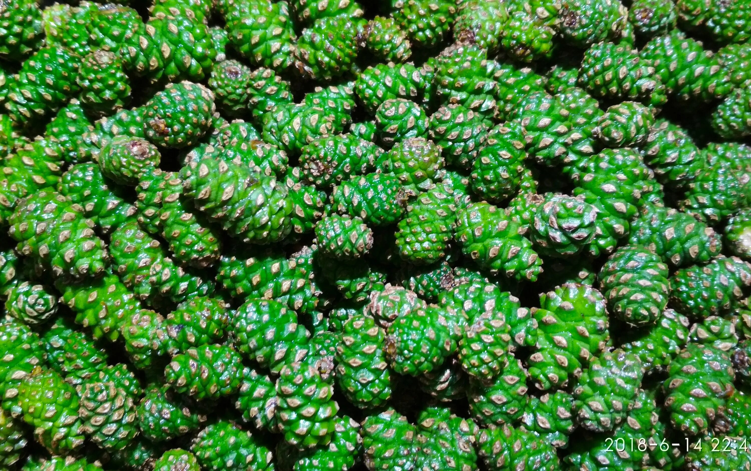 молодые сосновые шишки. шишки сосновые. молодые зеленые шишки. сосна бунге шишки.