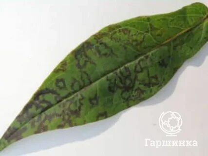 На листьях флоксов коричневые пятна чем лечить