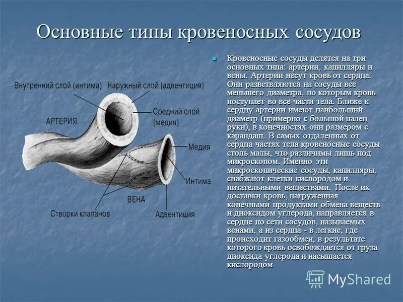 Кровеносные сосуды по которым кровь движется от сердца это. Истинные капилляры. Регионарная специализация сосудистой системы. Бронхиолы анатомия. Газообмен в капиллярах.