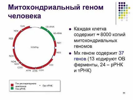 Геном организации
