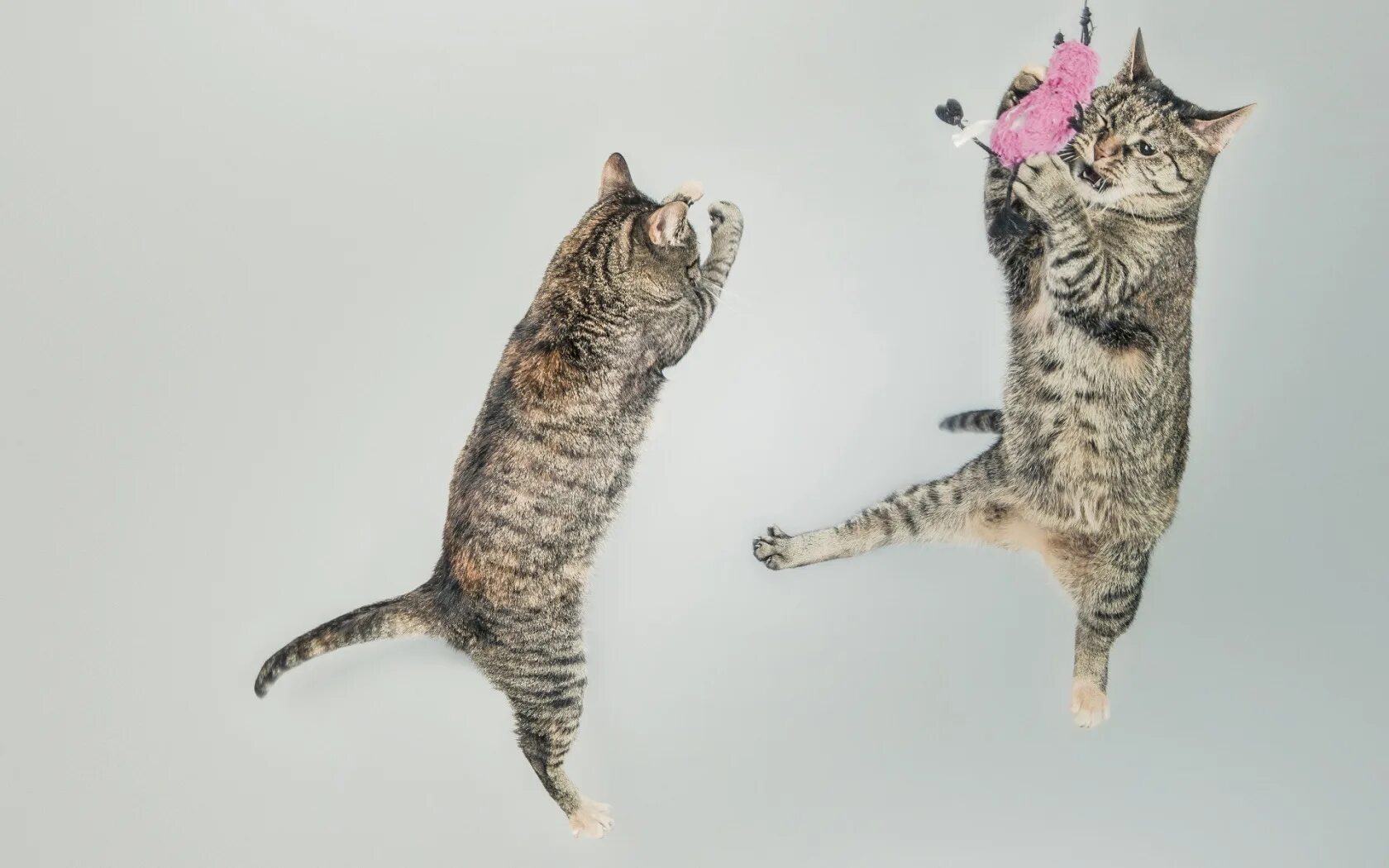 Танцующие котики. Кот в прыжке. Коты веселятся. Котенок прыгает.