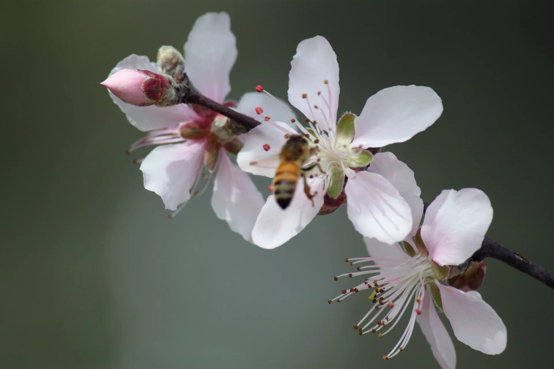 Цветы персика. Цветы персика белые. Apricot Blossom log.