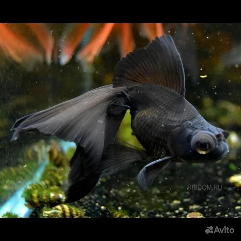 темная рыба. темная рыба. аптеронотус рыба аквариумная. рыбка моллинезия черная. аквариумная рыбка моллинезия черная.