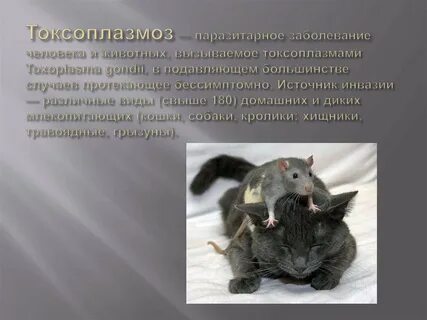 Токсоплазмы у кошки