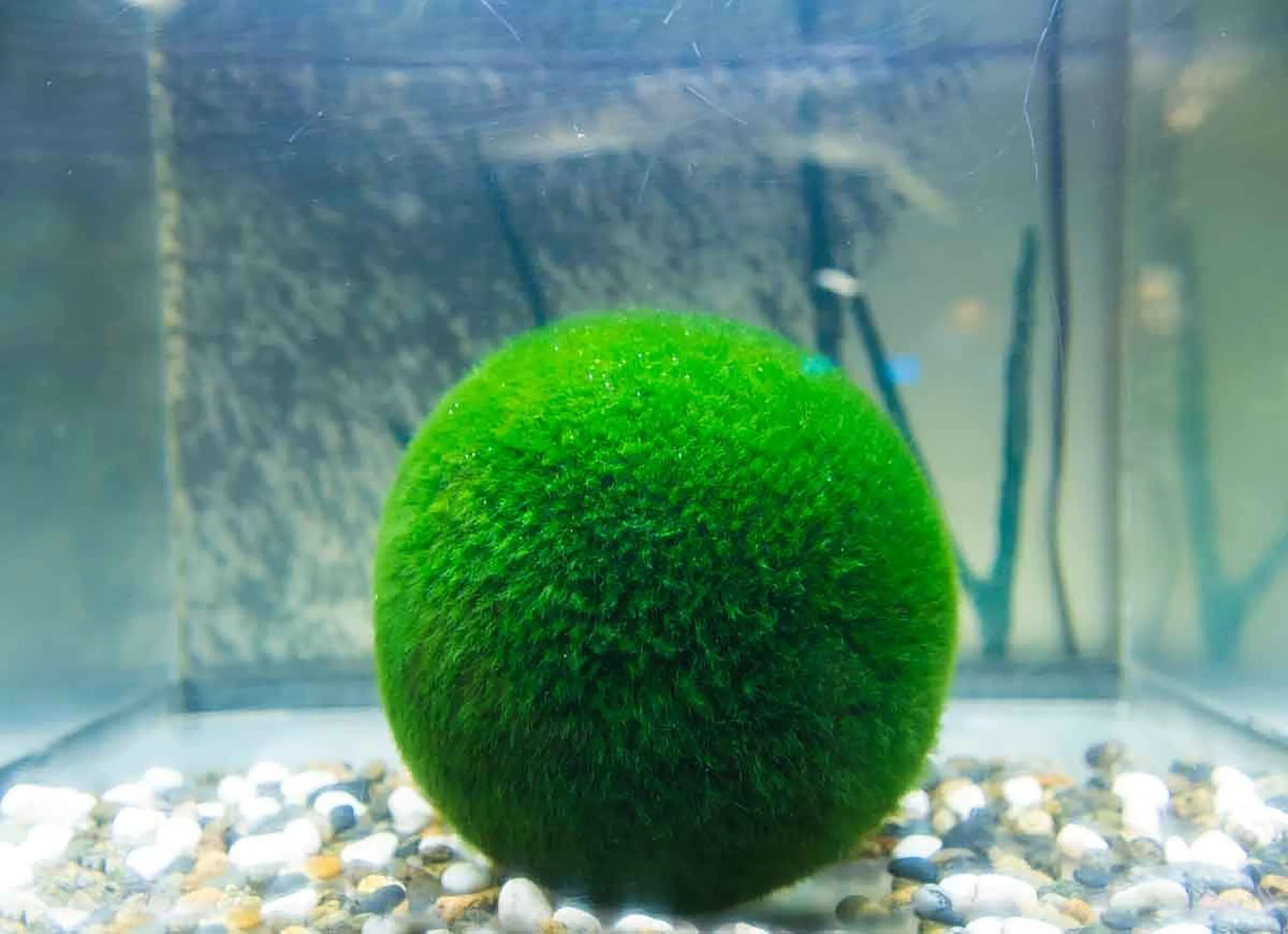 японская водоросль маримо. марив и. кладофора маримо. японский мох маримо. кладофора маримо.