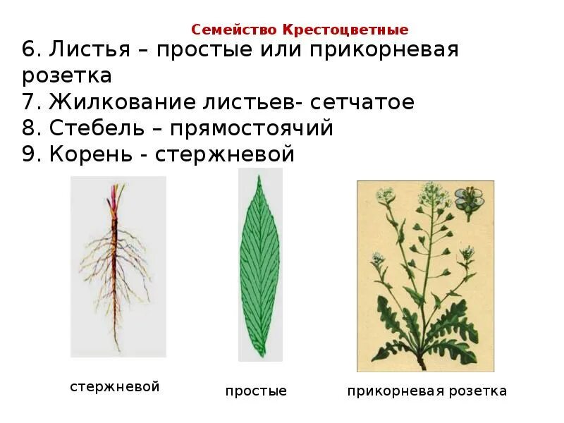 Жилкование покрытосеменных. Жилкование листа крестоцветных. Крестоцветные жилкование листьев. Листорасположение прикорневая розетка. Жилкование листьев у покрытосеменных растений.