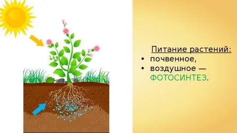 Роль почвенного питания в жизни растения