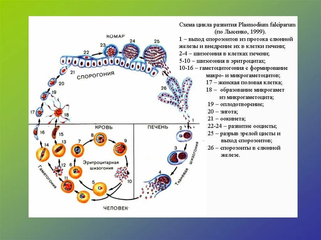 Как происходит заражение человека малярийным плазмодием. Цикл малярийного плазмодия схема. Стадии жизненного цикла малярийного плазмодия. Цикл развития малярийного плазмодия. Этапы развития малярийного плазмодия.