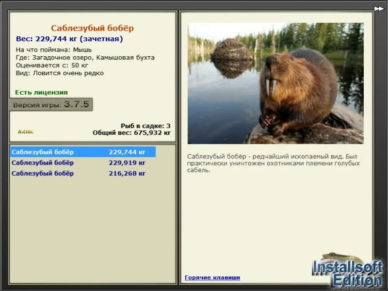 Бобр. Длина тела речного бобра. Самый крупный бобёр вес. Какой вес бобра. Средняя масса бобра.