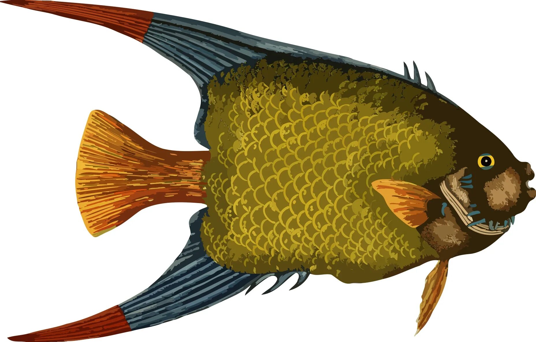 Без рыбы. Holacanthus ciliaris. Рыба рисунок. Рыба без фона. Рыба рисунок без фона.
