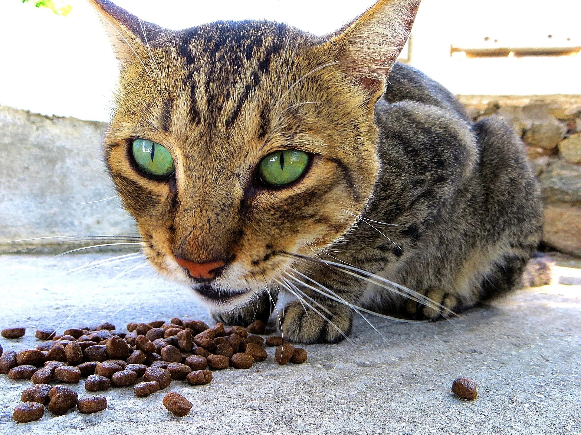 Бразильская кошка. Уссурийская кошка. Бразильская кошка фото. Барсик. Кошка ест птицу