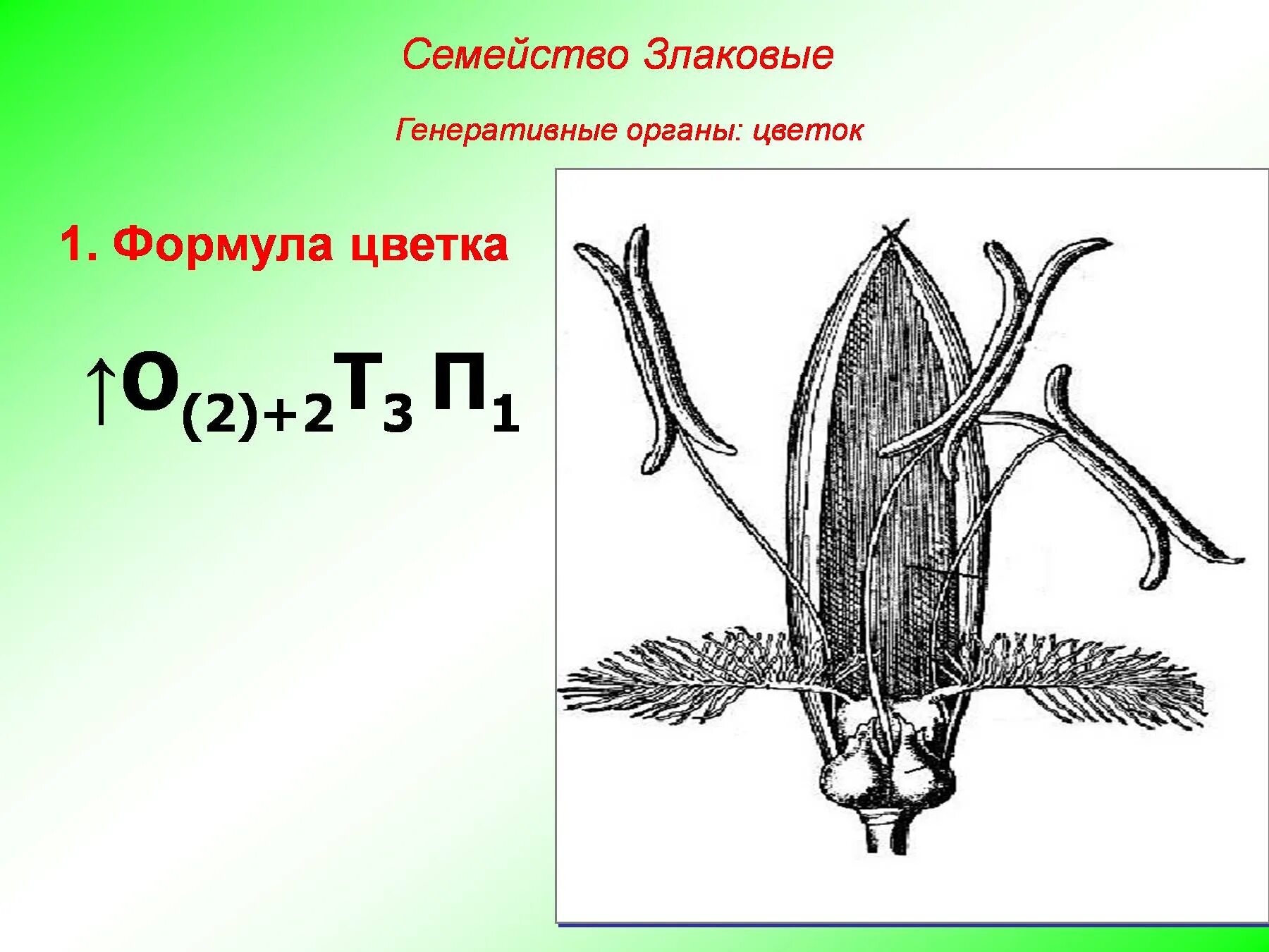 Строение цветка злаковых формула. Формула цветка семейства злаки. Формула цветка злаковых 6 класс биология. Злаковые Мятликовые формула цветка. Формула о3 3т3 3п1