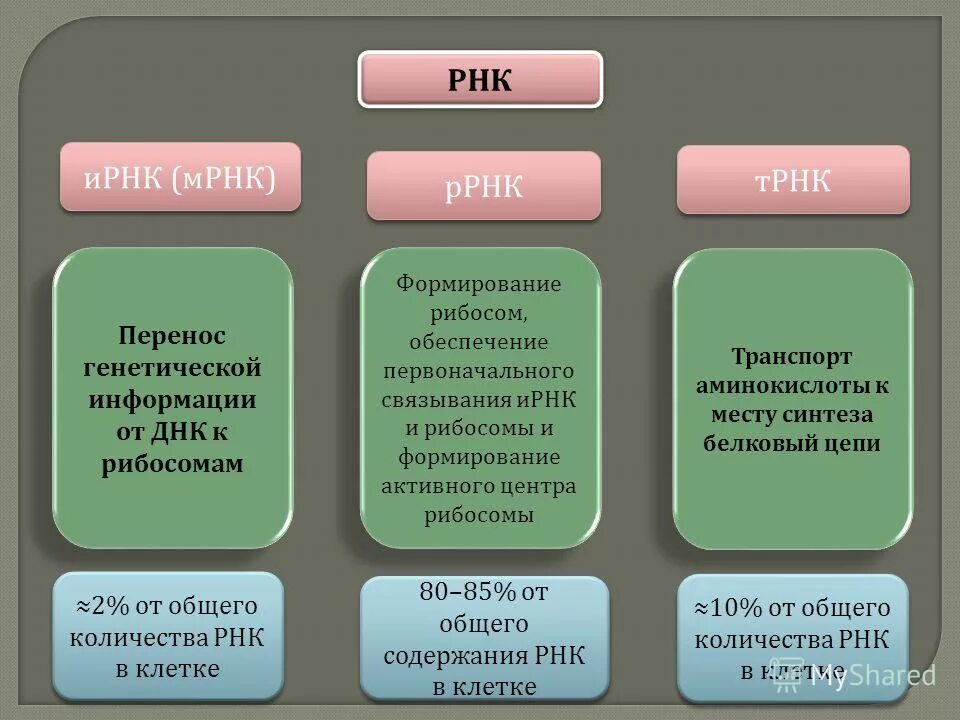 Строение молекулы ирнк. Процесс транскрипции днк результат. Информационная рнк строение. Ирнк функции. Строение трнк.