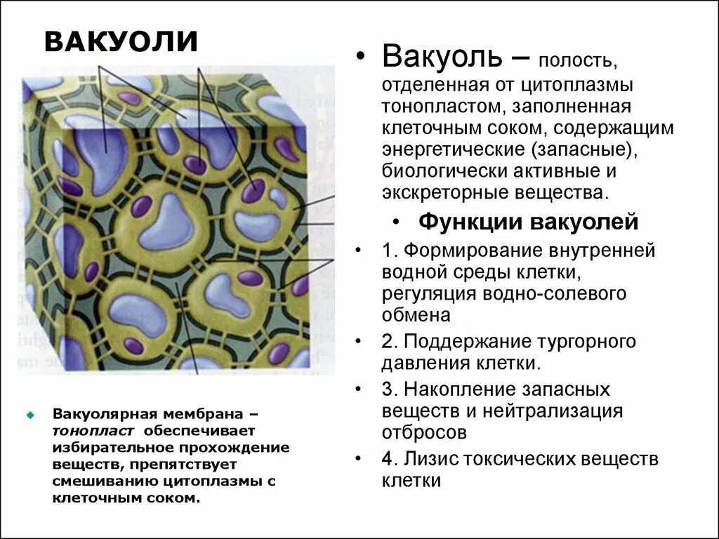 Крупная вакуоль растительной. Функции вакуоли в растительной клетке. Вакуоль растительной клетки строение и функции. Строение и функции вакуолей растительных клеток. Вакуоль растительной клетки биология.