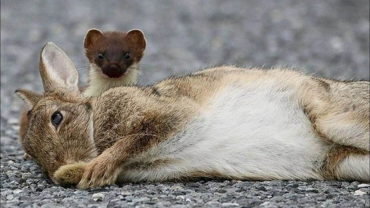 Укус выдры. Ласка и заяц. Соболь охотится на зайца. Выдра с человеком. Ласка нападает.
