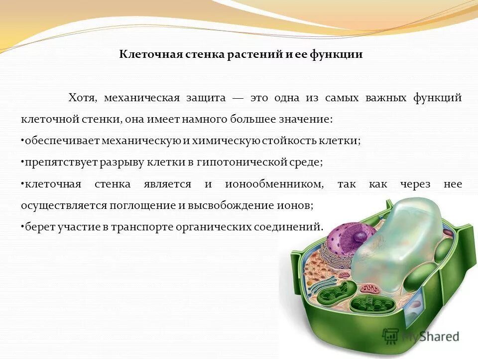 Основная функция клеточной стенки бактерий. Функция клеточной стенки является. Клеточная стенка состоит из. Клеточная стенка растений грибов и бактерий. Функция клеточной стенки является.
