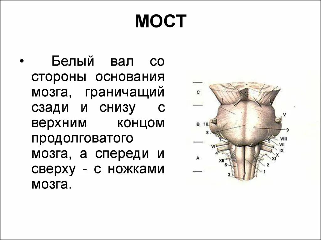 Строение моста в головном мозге. Варолиев мост строение анатомия. Ствол мозга варолиев мост.