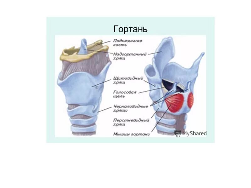 Гортань впр. Строение гортани. Гортань анатомия. Строение гортани человека.