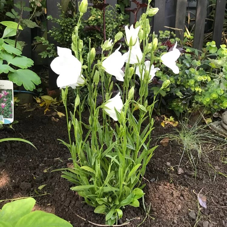 Колокольчик персиколистный (Campanula persicifolia `Takion White`). Колокольчик персиколистный Takion White. Колокольчик персиколистный "Такион Уайт". Колокольчик персиколистный. Grandiflora Alba.