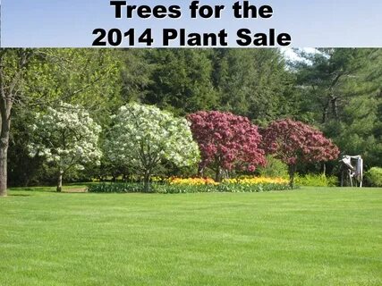 Plant sales