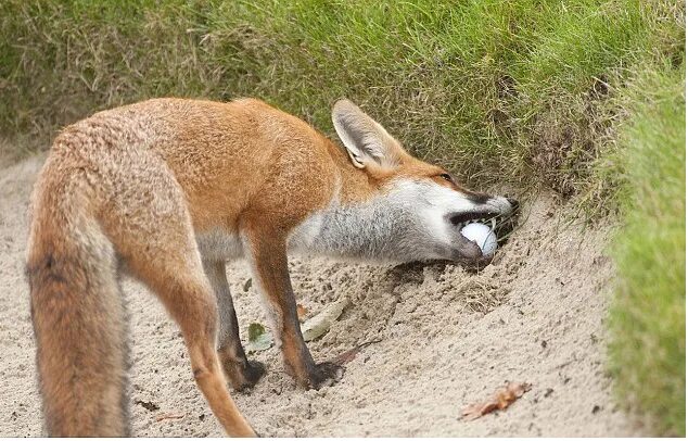 Лисьи яички. Яички лисички. Домашние лисята. Лисица в курятнике. Лиса ворует яйца.