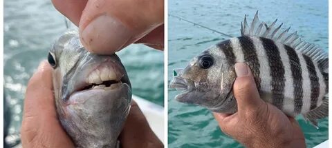 Морской карась 5 букв сканворд