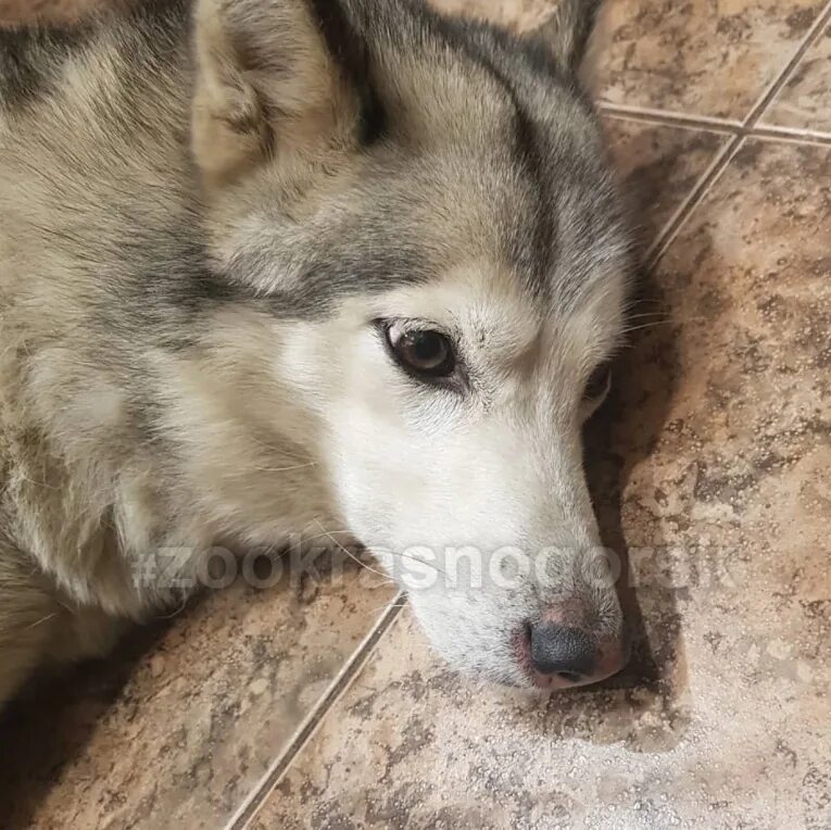 Животные красногорск. Животные красногорск. Животные красногорск. Животные красногорск. Животные красногорск.