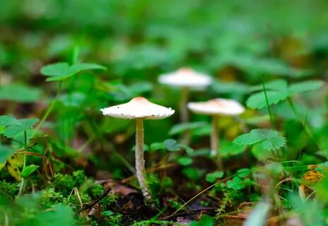 Поганка обыкновенная