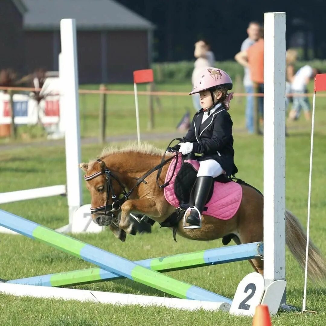 Квадропика фото. Мини пони мини Хорс. Уэльский пони конкур. Пегая лошадь конкур. Конкур конный спорт.
