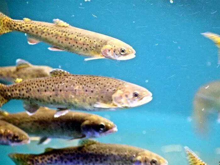 Кумжа (salmo trutta);. Балтийская форель. Черноморская кумжа. Рыба кумжа фото и описание. Рыба кумжа фото и описание.