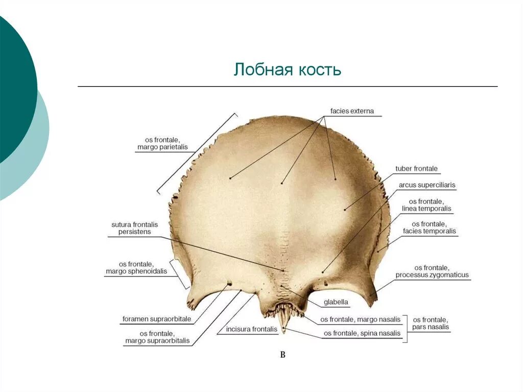 Лобная кость анатомия строение. Строение черепа человека лобная кость. Строение лобной кости черепа человека анатомия. Наружная поверхность лобной кости латынь.