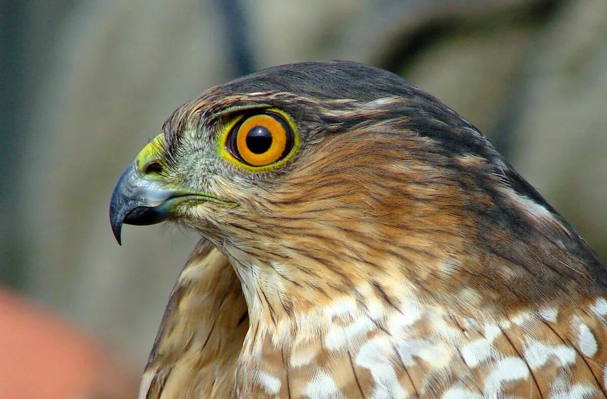 Зоркий орел. Глаз птицы. Hawk-eye в испании нет. Golden shot. Billion innovations logo.