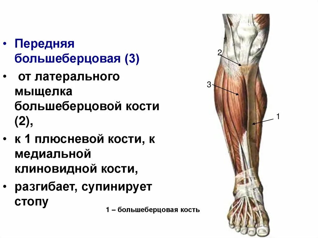 Латеральный мыщелок большеберцовой. Большеберцовая мышца голени функции. Передняя большеберцовая мышца функции. Строен большеберцовой мышцы. Мышцы голени медиальная группа.