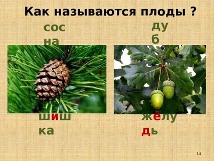 Как называется плод