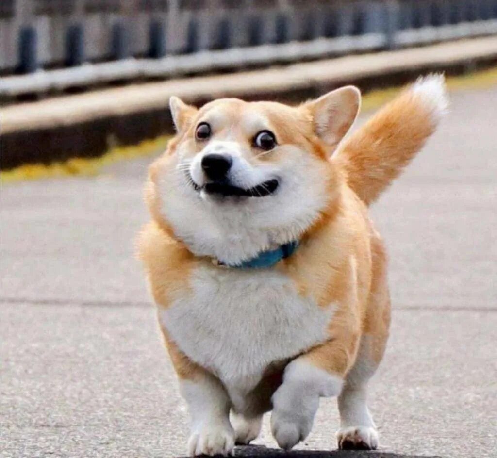 Вельш шпиц. Смешные вельшкорги пемброки. Веселый вельш корги. Корги пемброк sploot. Корги ноа.