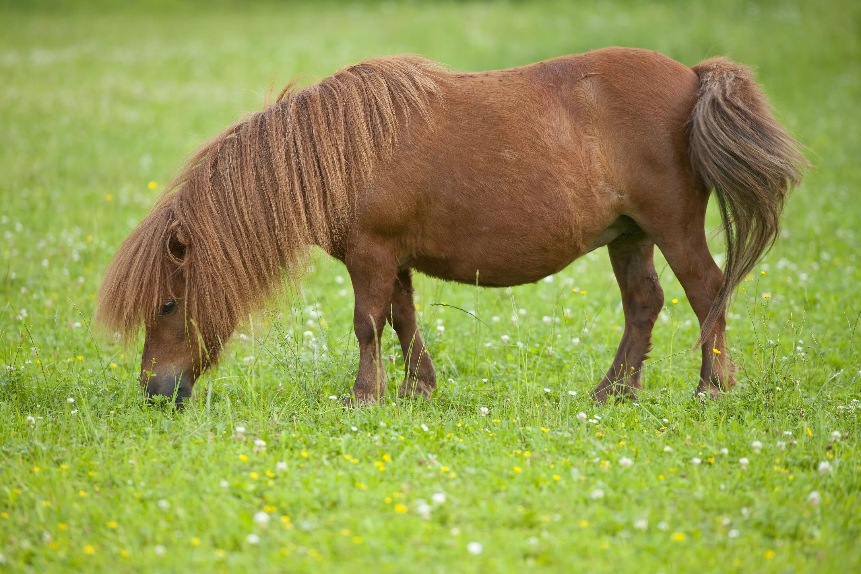 Pony фото. Лошадь породы шетлендский пони. Порода пони шетлендский пони. Порода лошадей Шетландский пони. Шетлендский пони рост.