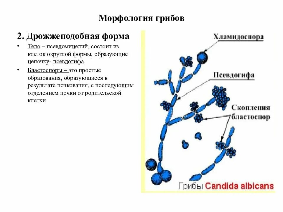 Дрожжеподобные грибы candida. Дрожжеподобные грибы кандида микробиология. Candida псевдомицелий бластоспоры. Псевдомицелий гриба рода Candida. Строение грибов рода кандида.