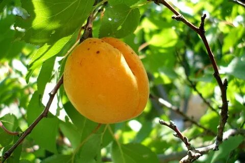 Маленький абрикос