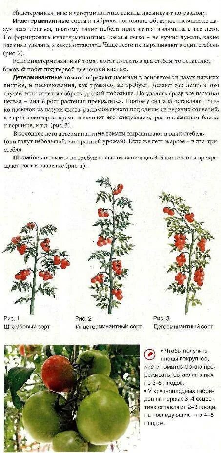 Томат детерминантный и индетерминантный. Чери томат детерминантный. Томаты штамбовые детерминантные. Штамбовые индетерминантные детерминантные томаты. Что значит индетерминантный сорт томатов и детерминантный