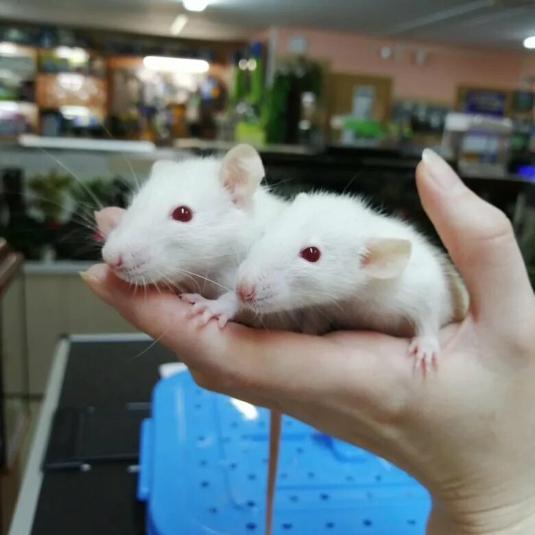 ручная мышка живая.